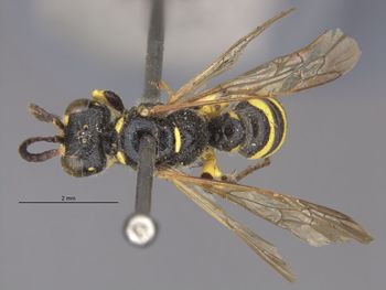 Media type: image;   Entomology 13794 Aspect: habitus dorsal view